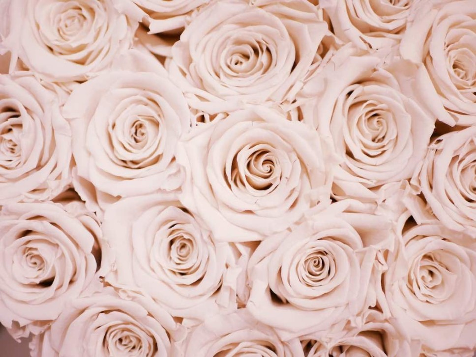 Top view of light pink roses