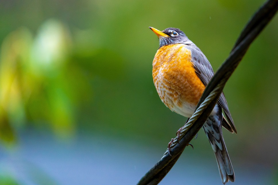 Yellow bird sitting on a flower branch